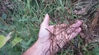 Crown Vetch Control Using the Green Shoots Foam Herbicide System