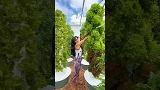 Grow 624 lettuces annually per aeroponic tower #farming #aeroponics #gardening