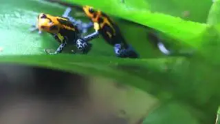 Ranitomeya Imitator calling