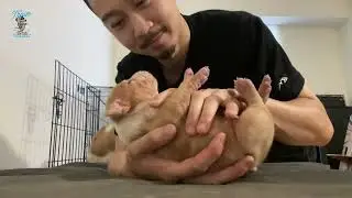 How to train newborn pitbull puppies