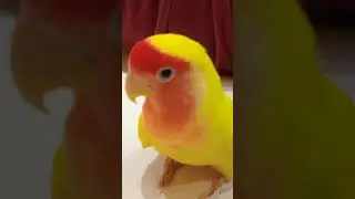 Злая Птица