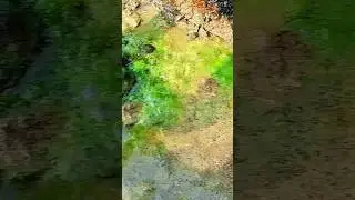Algae paper making process #shorts #ytshorts #Challengebox.0873