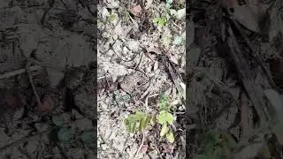 澤蛙Fejervarya limnocharis-茶樹下發現 特用作物學