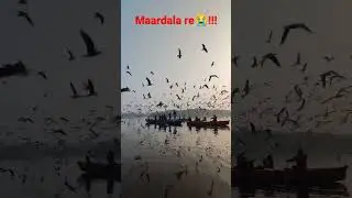 Stunning view of a Chilika-Must see!! #shorts #ytshort #chilika #odisha #birds