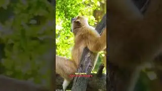 Gibbons: Nature's Acrobats. #gibbons#apes#siamang#wildlife#fascinatinganimals#acrobats