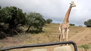 Giraffe Attacks Jeep on Safari