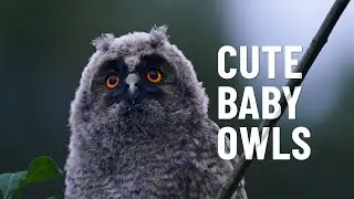 Cute Baby Owl&rsquo;s first day out of his home tree (Episode 5)