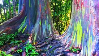 Color-Changing Trees Straight Out of a Fairytale &ndash; Unveiling the Beauty