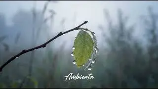 Relaxing Piano Music For Stress And Anxiety | Ambienta
