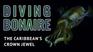 Diving Bonaire: The Caribbean's Crown Jewel