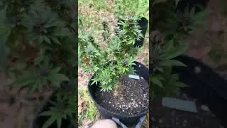 #zelda #hemphealing #homegrown #thcareview #grow #outdoors #bees #savethebees