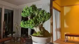 Bonsai - before presentation of a Taxus cuspidata
