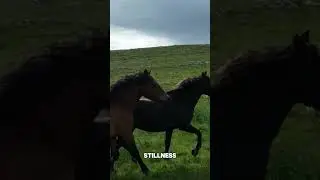 The Calm Power of a Horse | Wild Serenity