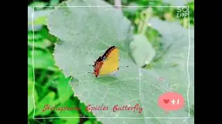 Heliophorus Epicles Butterfly in my village capture