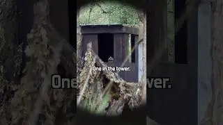 Sneaky Airsoft Ghillie tried to creep up on me. Big Mistake!