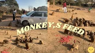 Cute monkey are happy to eat Carrot || Helping hungry Monkey,s