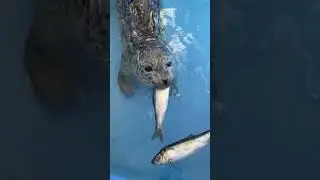 Its tough learning how to eat fish!🦭 #marinemammalrescue #sealrescue #babyseal