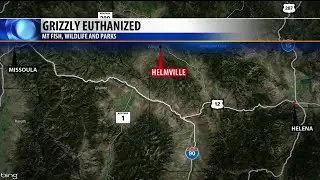 Grizzly euthanized after killing calves in the Helmville Valley