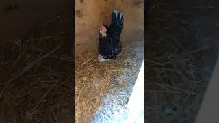 Will This Hen Hatch Out Baby Chicks? #hen