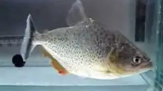 Serrasalmus irritans Piranha