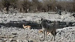 Springbok, Zebra, Kudu, and Impala are just some of the animals to see in Etosha Park, Namibia.