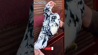 Cheena Aseel Murgha Fighter Murghi and Daughter #aseel #rooster #chickenfarming #bird #hen