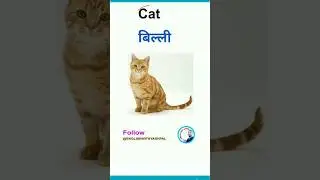 cat Meaning in Hindi/ cat ka hindi matlab kya hai/ cat meaning/English to Hindi #english#shorts