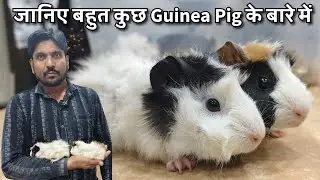 Guinea Pig as a Pet | Diet, Breeding, Care | Guide in Hindi
