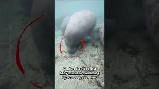Friendly Baby Manatee Nibbles Divers Leg 💙