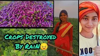 Rain Destroyed the Crops🙂🥦🌶️||#Showing my Field&hearts;️||#vlog 4
