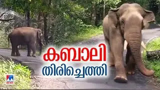 ഒറ്റയാന്&zwj; കബാലി ശാന്തനായി, നീരുകാലം കഴിഞ്ഞു| Kabali | Elephant