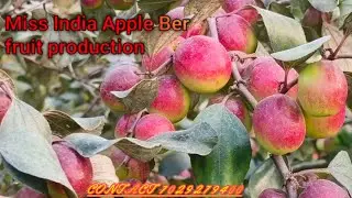 Miss India Apple Ber farming West Bengal