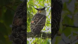 Spot-bellied Eagle Owl | भारत का सबसे बड़ा उल्लू