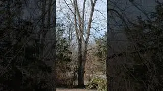 Just some squirrels being squirrels 