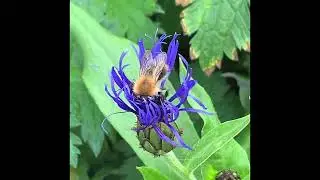 🐝 Bee on a Giant Cornflower (Centaurea montana)