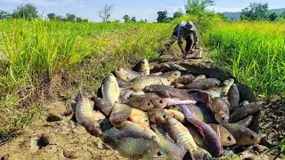 WOW Unique Fishing, Best Top Fishing, catch a lot of fish under straw at field by hand a fisherman
