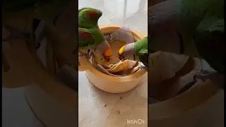 Parrot🦜 sound ✨️ #pets #Parrot #shorts #BestVibes