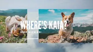 WHERE'S KAIA? Hiking Corgi VLOG #1: Jumpingpound Summit
