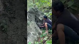 Wow amazing #trending #nature #nest #birds #birdsong #wildlife #animals #farming #shorts