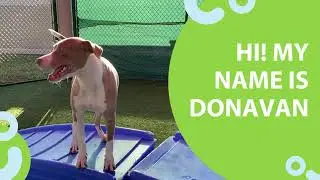 Meet Donavan: HSSC Adoption Ambassador