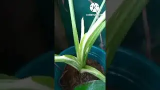 Variegated giant taro😍