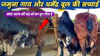 जमुना गाय और धर्मेंद्र बुल की सच्चाई😳 | Jamuna Gir Gaushala Surat