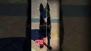 Pastor Alem&atilde;o DDR &ndash; O Gigante da antiga Alemanha Oriental&rdquo;