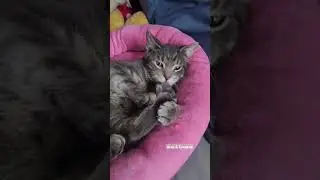 my pink bed