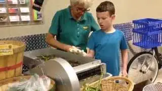 Shelling Fresh Organic Black Eyes Peas at the Summer Green Market in Palm Beach Gardens