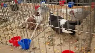 🐦Expoziția din Ploiești, 🕊Expoziția A.P.O.P.E,🤗PORUMBEI ORNAMENT ‼️