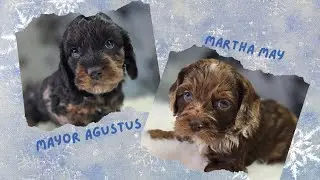 Mayor Augustus & Martha May! ❤️🐾