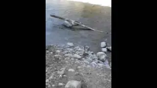 Black and white duck