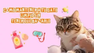 Cómo mantener a TU GATO LIMPIO SIN TENER QUE BAÑARLO.