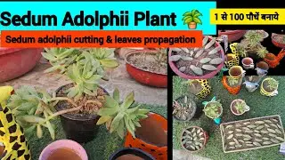 Golden sedum succulent ( sedum adolphii)  Caretips & how to grow from cutting and 🍃 leaves 
